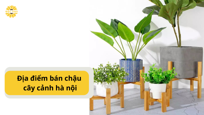 Địa điểm bán chậu cây cảnh hà nội