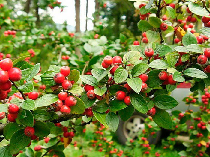 3. Cây thường xanh Cotoneaster