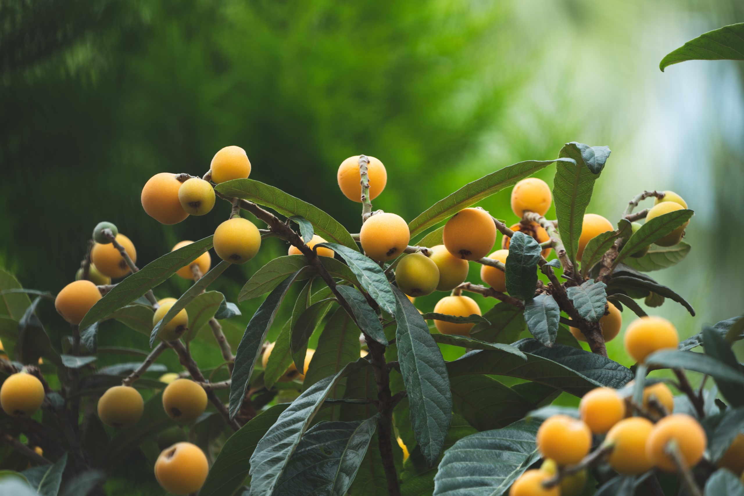 4. Loquat