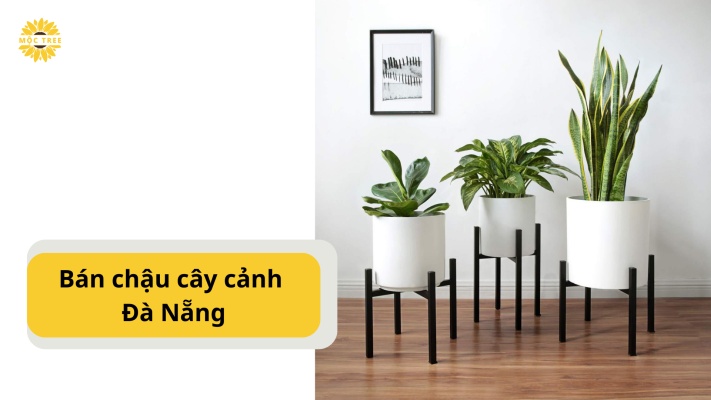 vBán chậu cây cảnh Đà Nẵng