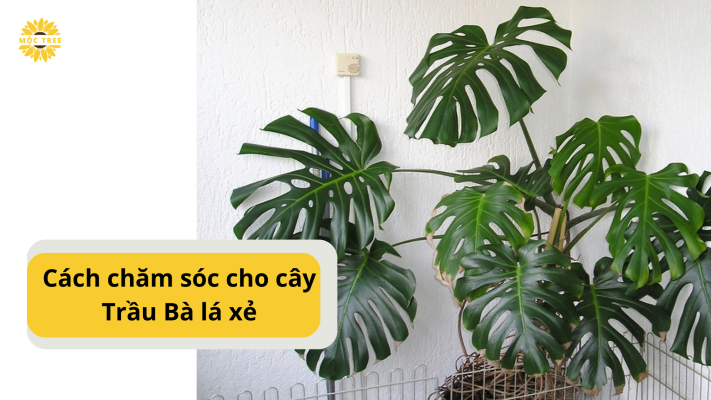 Cách chăm sóc hiệu quả cho cây Trầu Bà lá xẻ