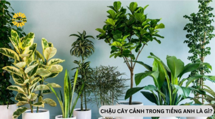 Chậu cây trong tiếng Anh là gì