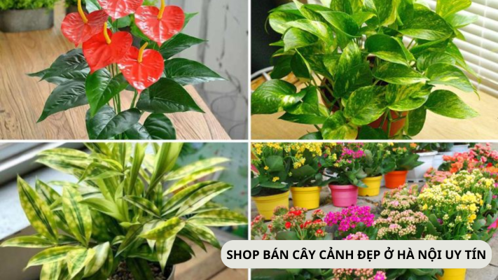 Lưu Ngay Top 10 Địa Chỉ Bán Chậu Cây Cảnh Hà Nội