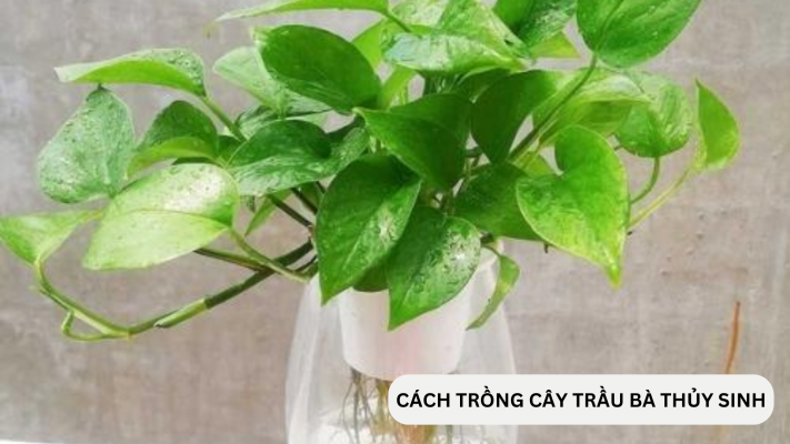 Các bước cần chuẩn bị để nhân giống cây Trầu Bà thủy sinh