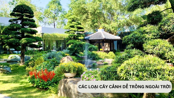 Top các cây cảnh đẹp ngoài trời dễ trồng, phong thủy tốt