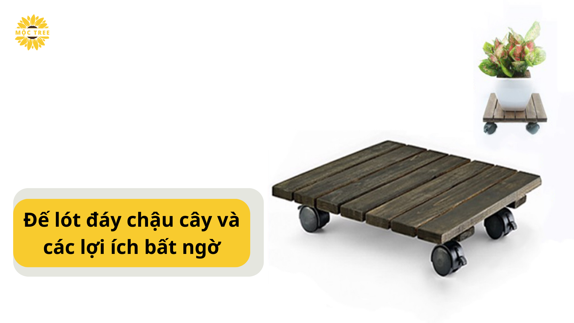 Đế lót đáy chậu cây và các lợi ích bất ngờ