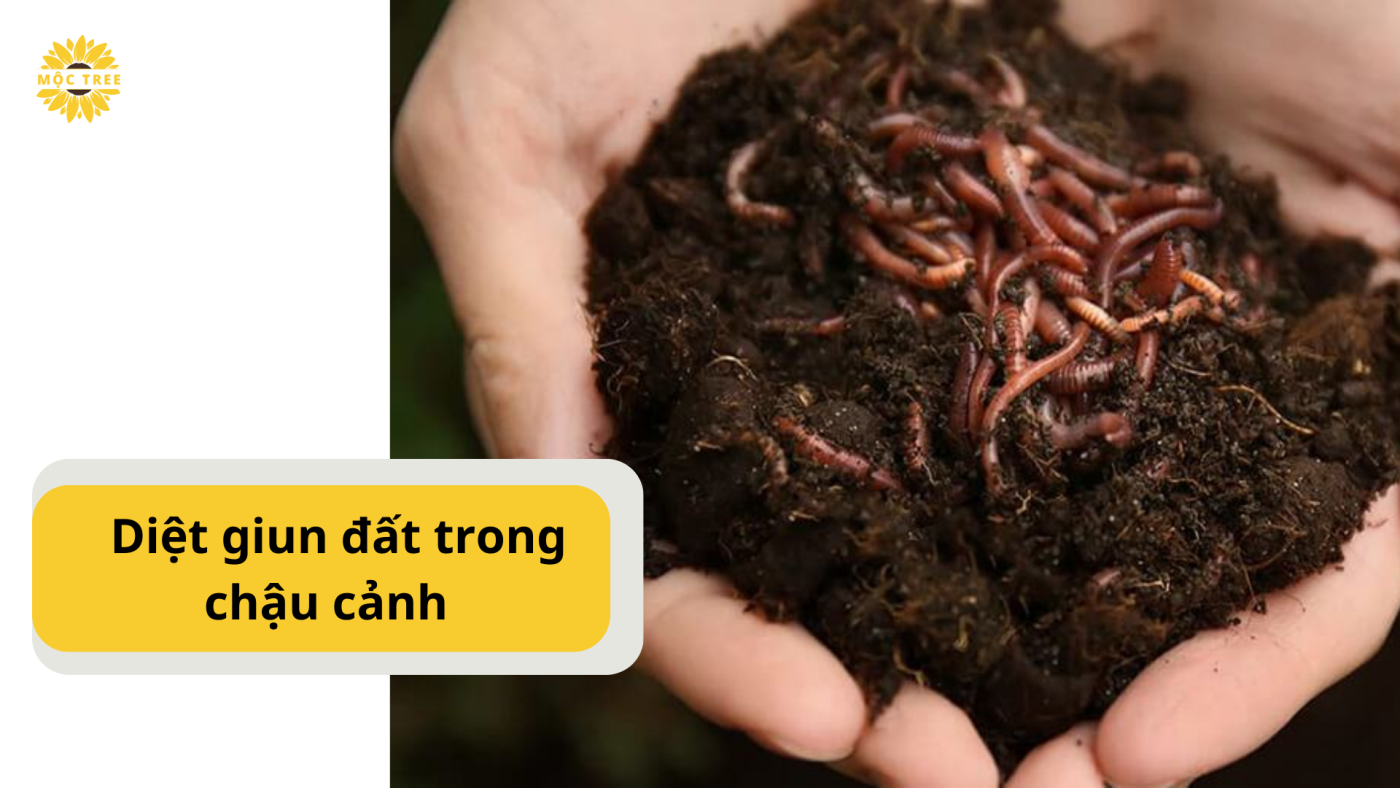  Diệt giun đất trong chậu cảnh 