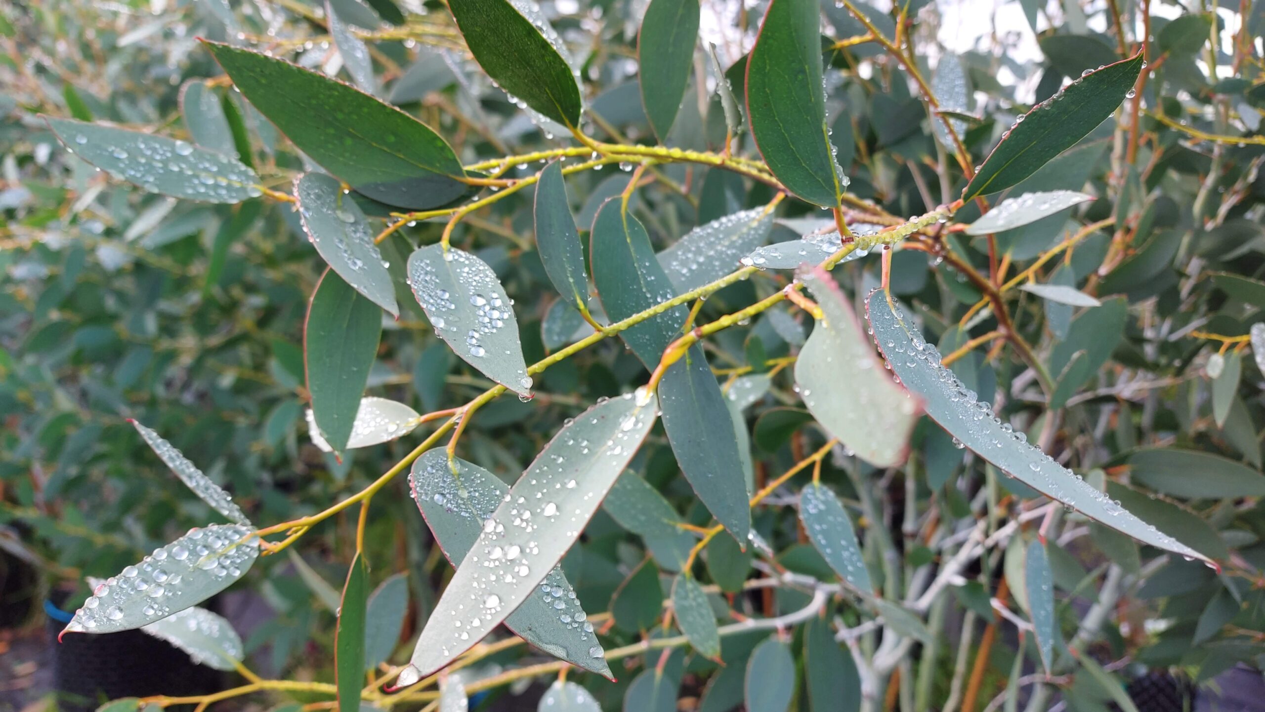 Eucalpytus pauciflora subsp