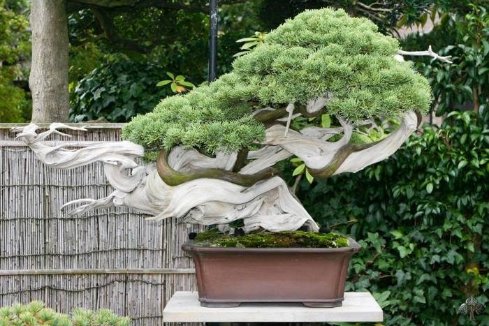 Cây bonsai Kimura