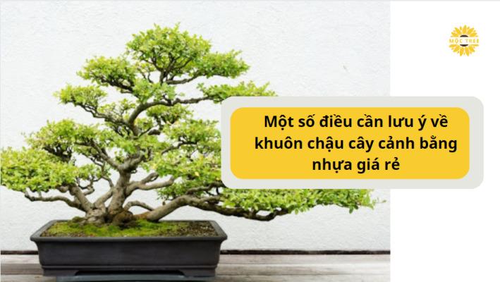 Một số điều cần lưu ý về khuôn chậu cây cảnh bằng nhựa giá rẻ