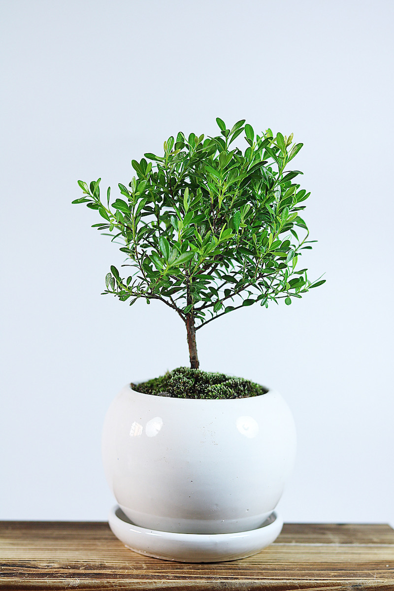 Cây bonsai nhỏ Shohin