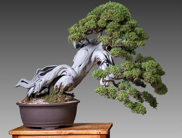 Ý nghĩa phong thủy của từng dáng cây bonsai