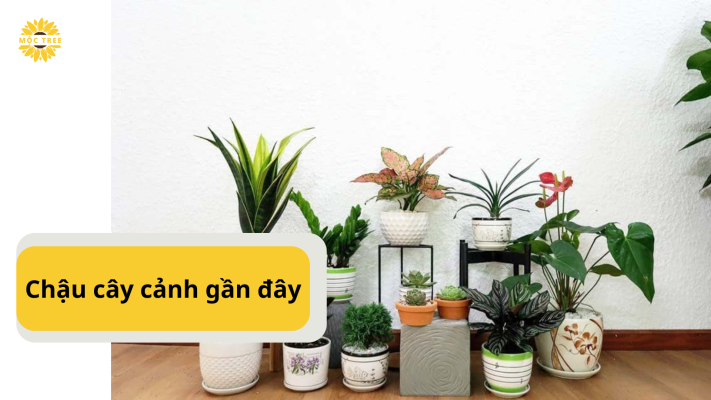 Chậu cây cảnh gần đây