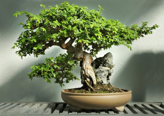 Cây cảnh bonsai và ý nghĩa của các loại cây