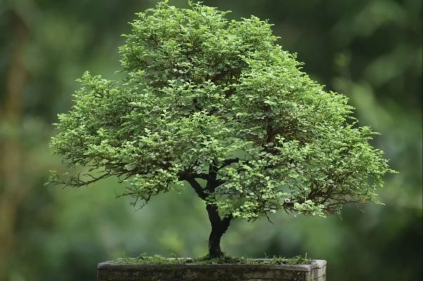 Cây nguyệt quế bonsai làm cảnh rất tốt trong phong thủy