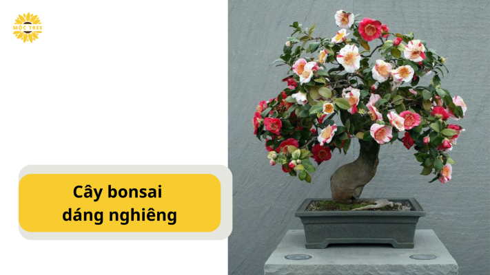 Cây bonsai dáng nghiêng