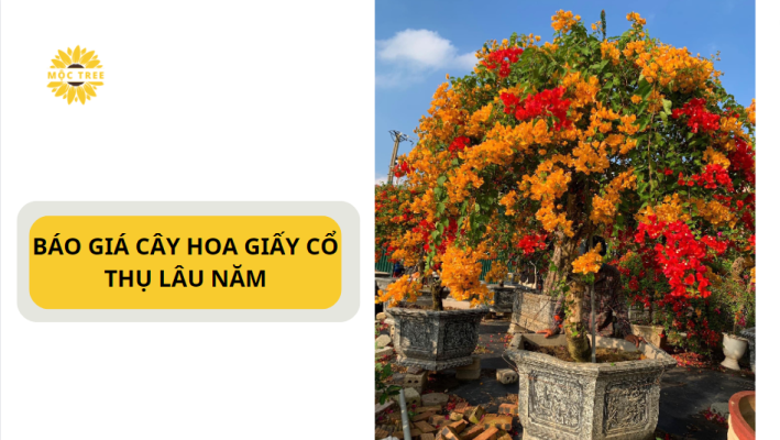 BÁO GIÁ CÂY HOA GIẤY CỔ THỤ LÂU NĂM