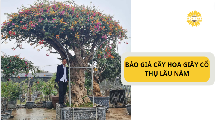 BÁO GIÁ CÂY HOA GIẤY CỔ THỤ LÂU NĂM