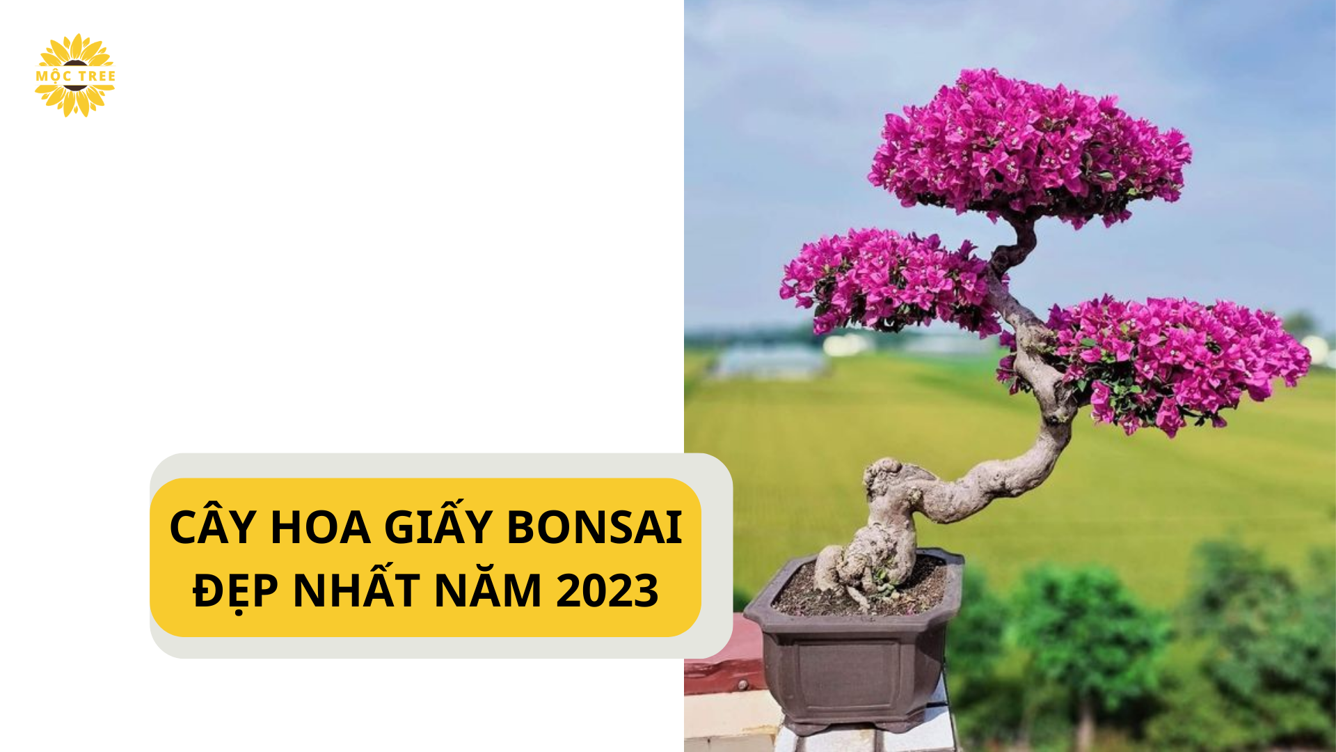 CÂY HOA GIẤY BONSAI ĐẸP NHẤT NĂM 2023