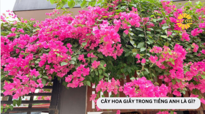 CÂY HOA GIẤY TRONG TIẾNG ANH LÀ GÌ