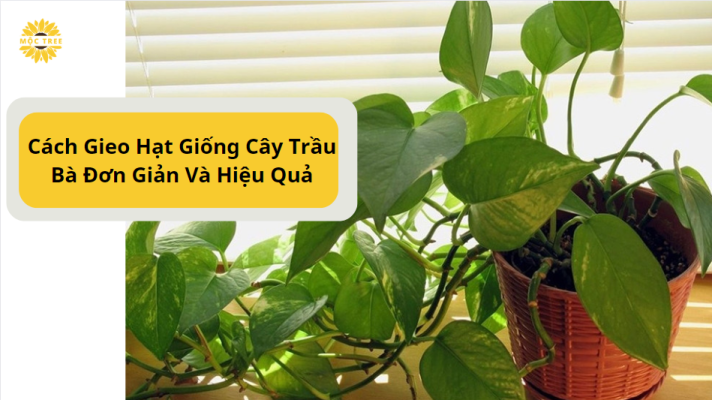 Cách Gieo Hạt Giống Cây Trầu Bà Đơn Giản Và Hiệu Quả