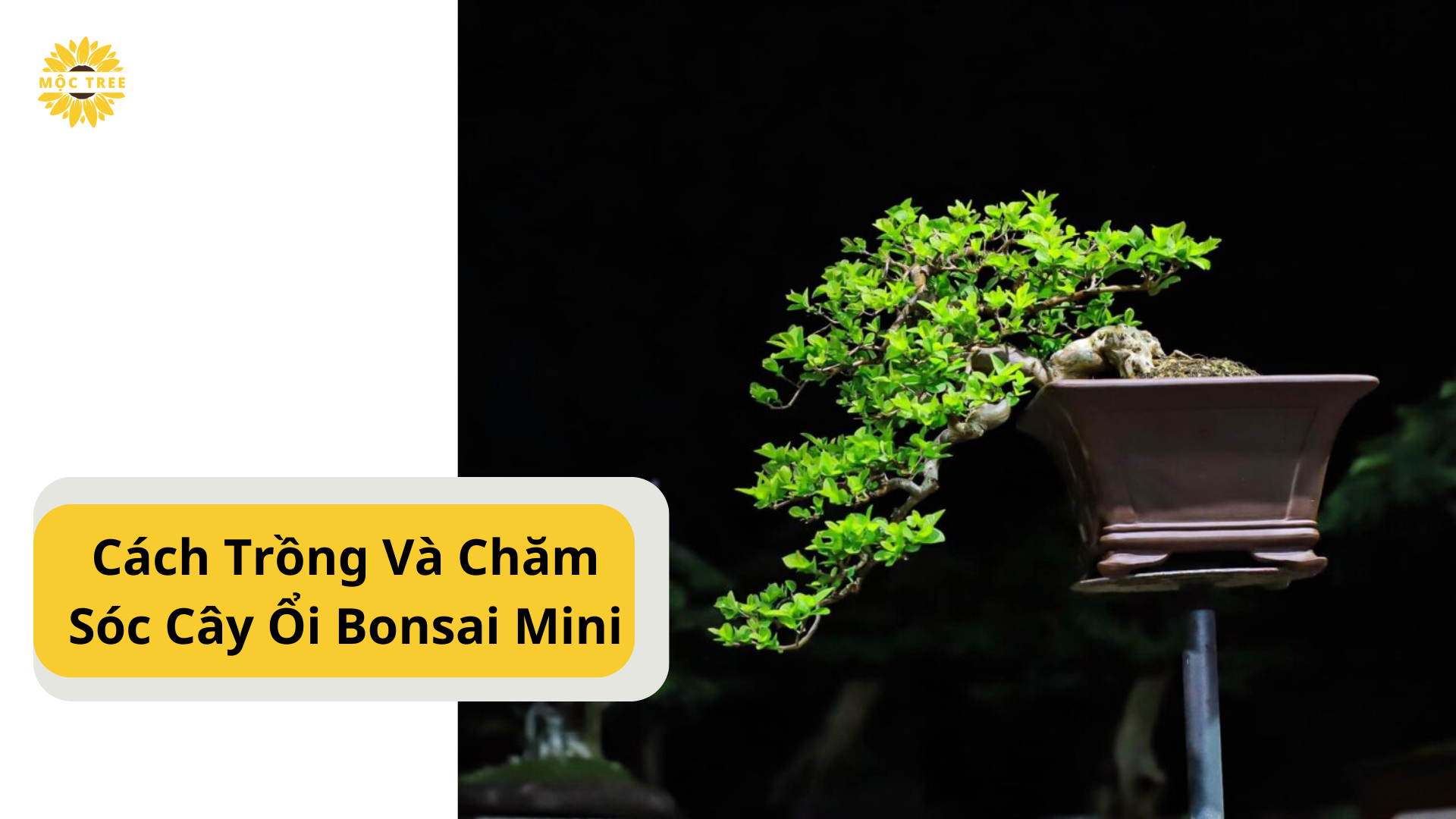 Cách Trồng Và Chăm Sóc Cây Ổi Bonsai Mini