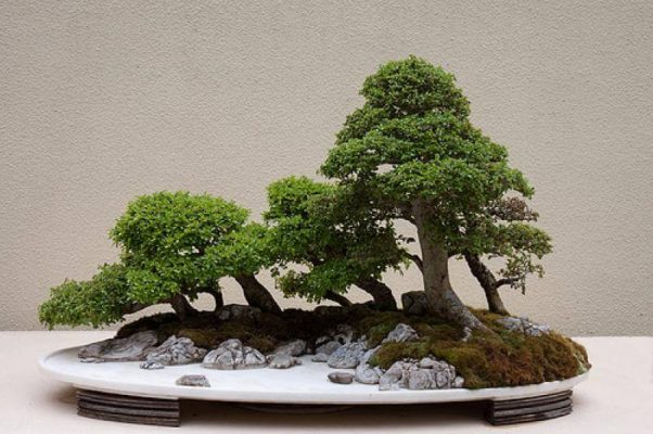 Cách chăm sóc cây cảnh Bonsai trong nhà