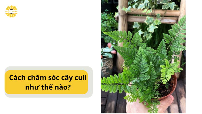 Cách chăm sóc cây culi như thế nào?