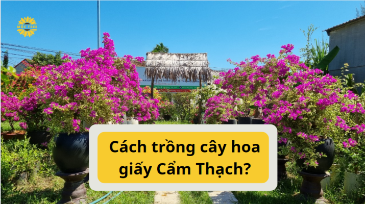 Cách trồng cây hoa giấy Cẩm Thạch