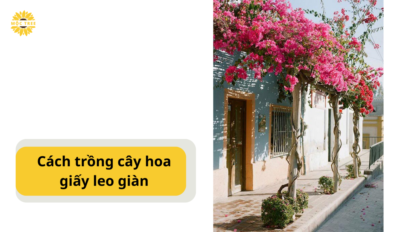 Cách trồng cây hoa giấy leo giàn