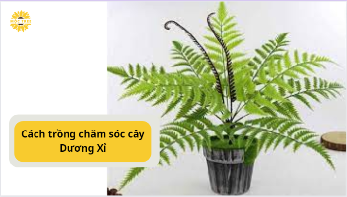 Cách trồng chăm sóc cây Dương Xỉ