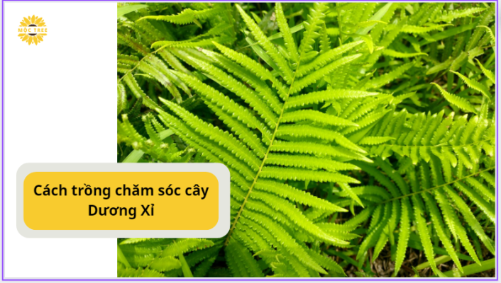 Cách trồng chăm sóc cây Dương Xỉ