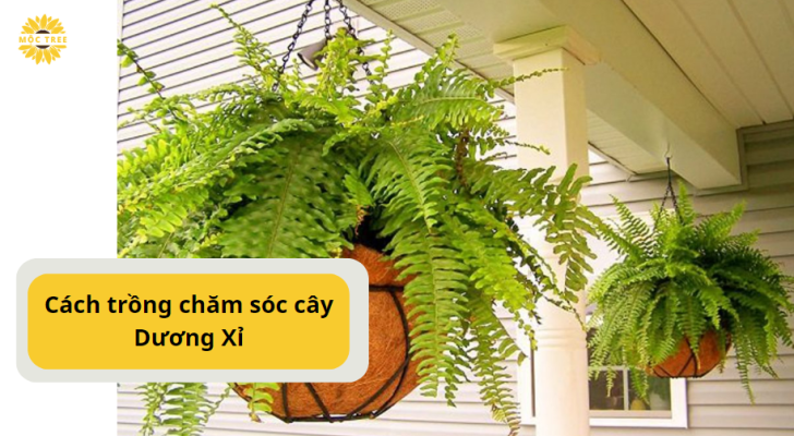 Cách trồng chăm sóc cây Dương Xỉ