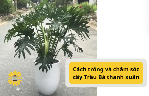 Cách trồng và chăm sóc cây Trầu Bà thanh xuân