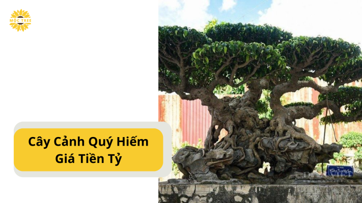 Cây Cảnh Quý Hiếm Giá Tiền Tỷ