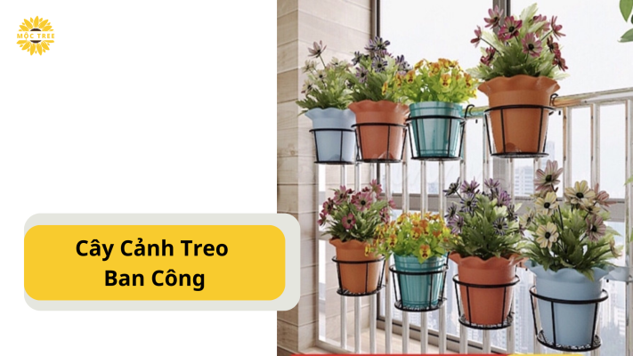 Cây Cảnh Treo Ban Công