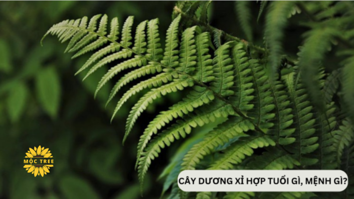 Cây Dương Xỉ hợp mệnh gì, tuổi gì