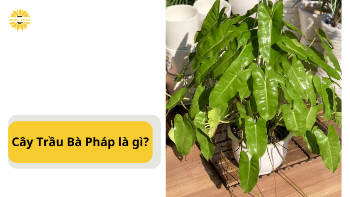 Cây Trầu Bà Pháp là gì?