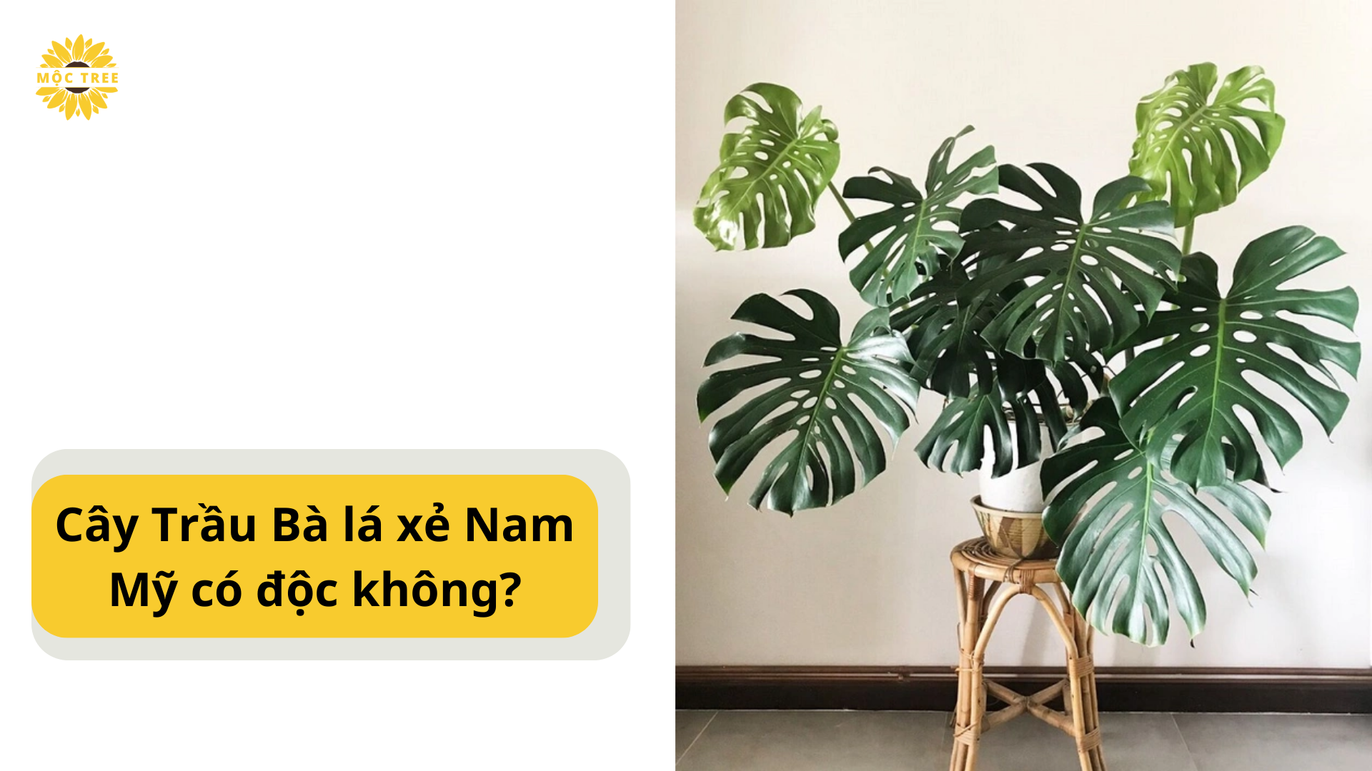 Cây Trầu Bà lá xẻ Nam Mỹ có độc không?