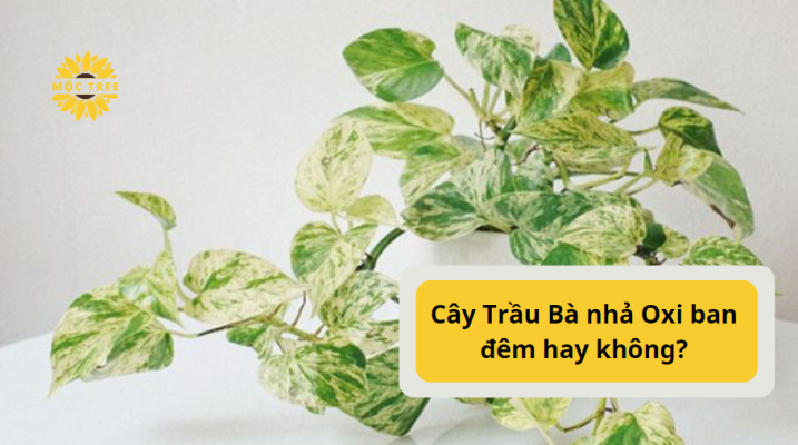 Cây Trầu Bà nhả Oxi ban đêm hay không