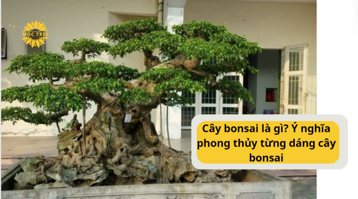 Cây bonsai là gì Ý nghĩa phong thủy từng dáng cây bonsai