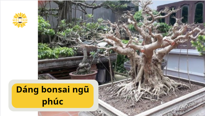 Dáng bonsai ngũ phúc