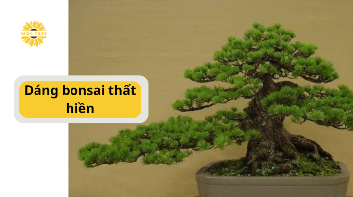 Dáng bonsai thất hiền