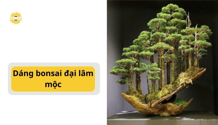 Dáng bonsai đại lâm mộc