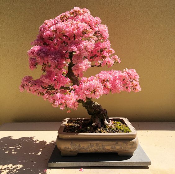 Cây hoa giấy bonsai mini