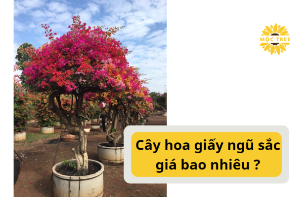 Cây hoa giấy ngũ sắc giá bao nhiêu 