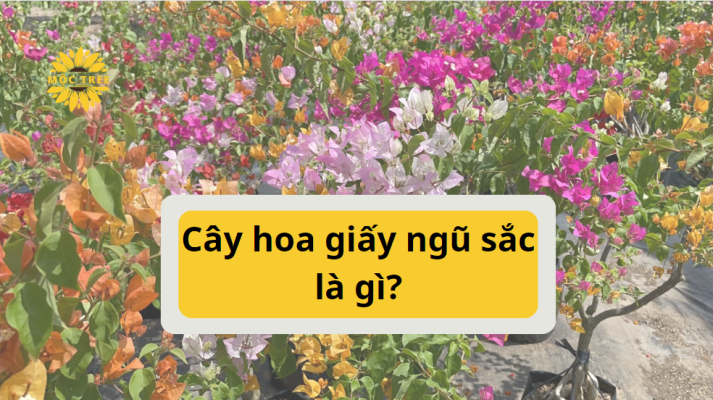 Cây hoa giấy ngũ sắc là gì