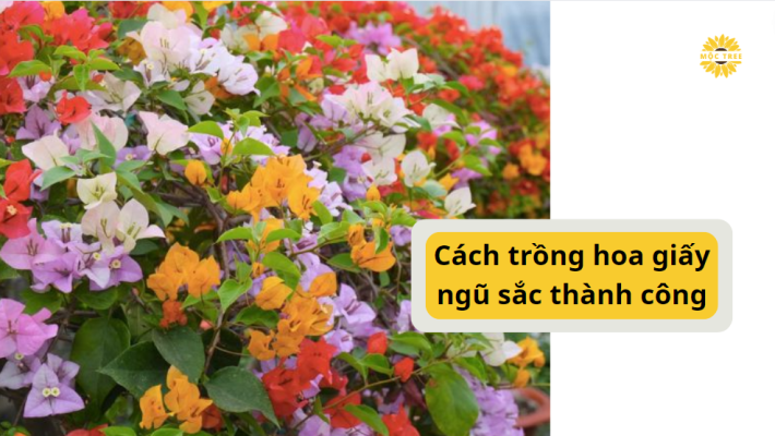 Cách trồng hoa giấy ngũ sắc thành công