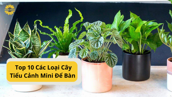 Top 10 Các Loại Cây Tiểu Cảnh Mini Để Bàn Dễ Trồng