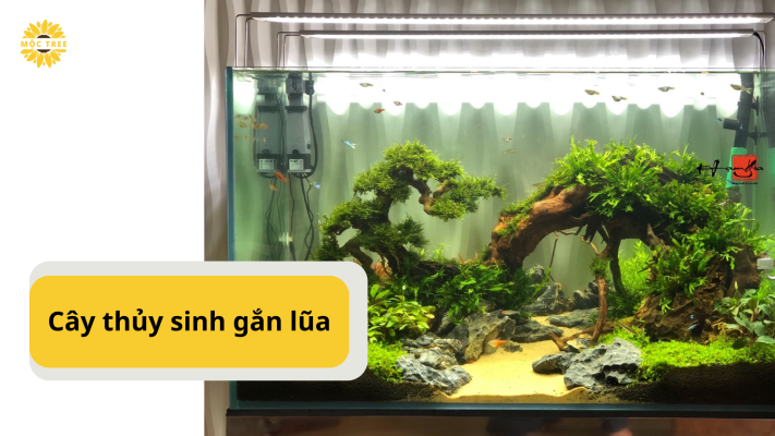 Cây thủy sinh gắn lũa